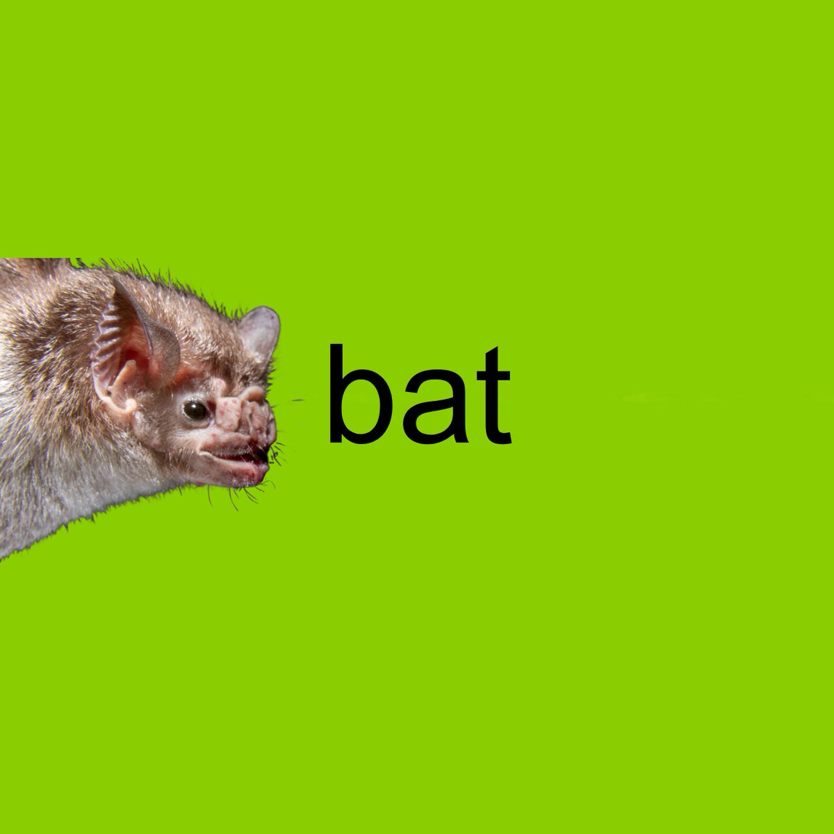 BatConIntl's tweet photo. The cool thing about Bat Summer is it doesn’t matter if you’re a few weeks late to the trend, because Bat Summer never goes out of style 💚  

📸: Jennifer Barros https://t.co/eFCnaKlABD