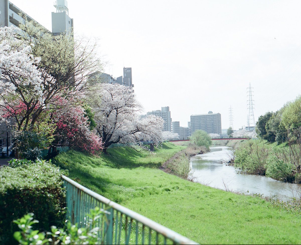 p_haya_p's tweet photo. Somewhere, Nagoya, April 2024
24年の桜のフィルム写真はこれで終わり。
来年もまた家族みんなで撮れますように!
#PENTAX67II
#develop_by_frame
#hayafilm120
#yousawscenes
#lifewithkodak
#あの日の足跡
#普通で特別な毎日 https://t.co/bFXIIlG6Ro