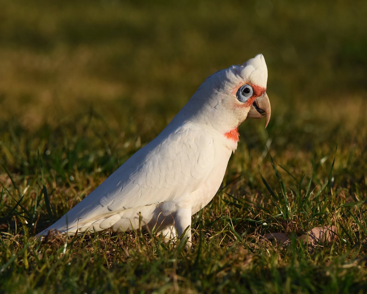 GPMooreEsq's tweet photo. Today’s distraction: William Long.
#wildoz #ozbirds #longbilledcorella #gembrook https://t.co/5gwSJ26EW1