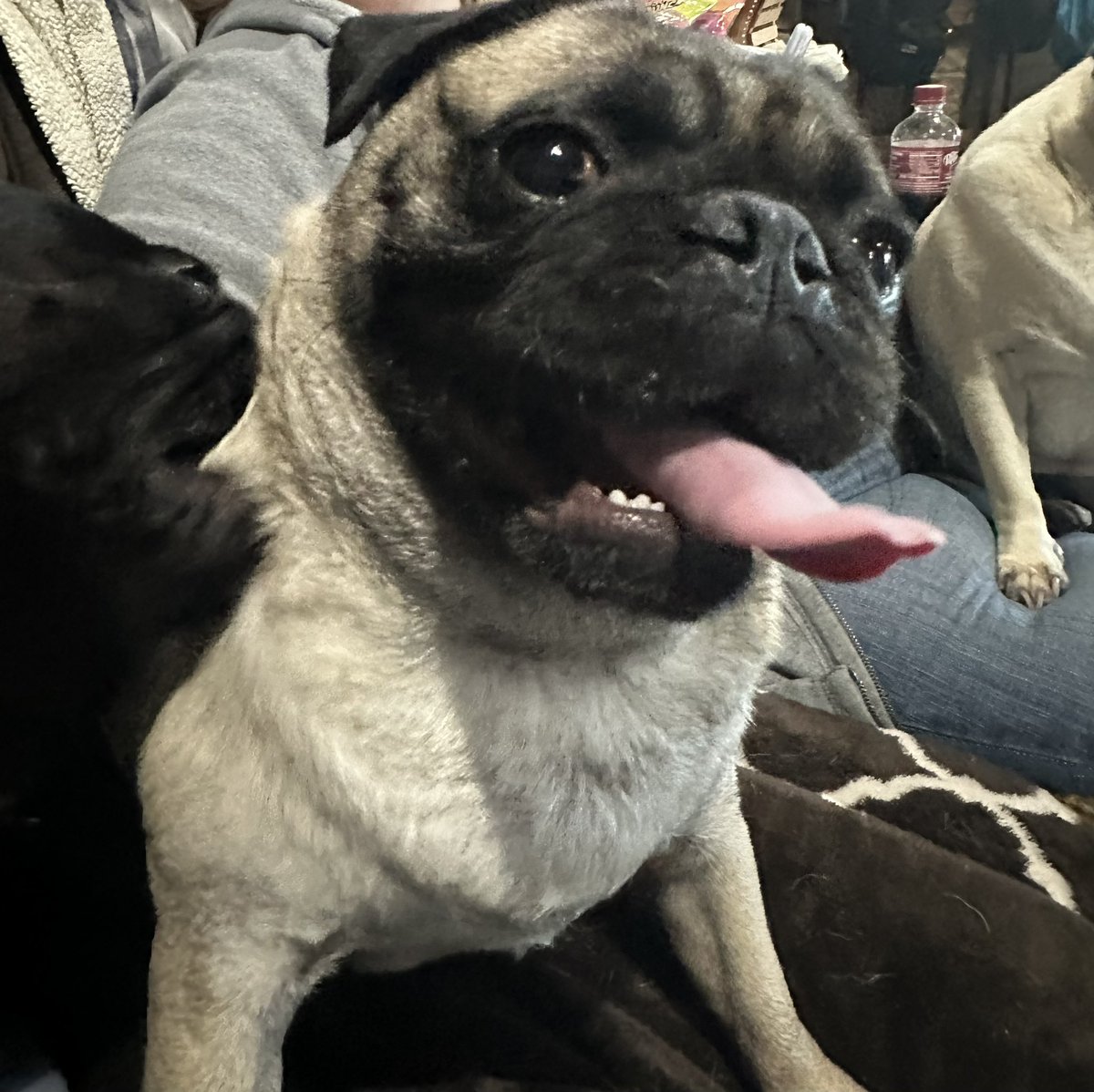 #scribblepugtot well #PenelopeethePug had to get in on some of this. <a href="/MrsGrayMarlin2/">MrsGrayMarlin</a>