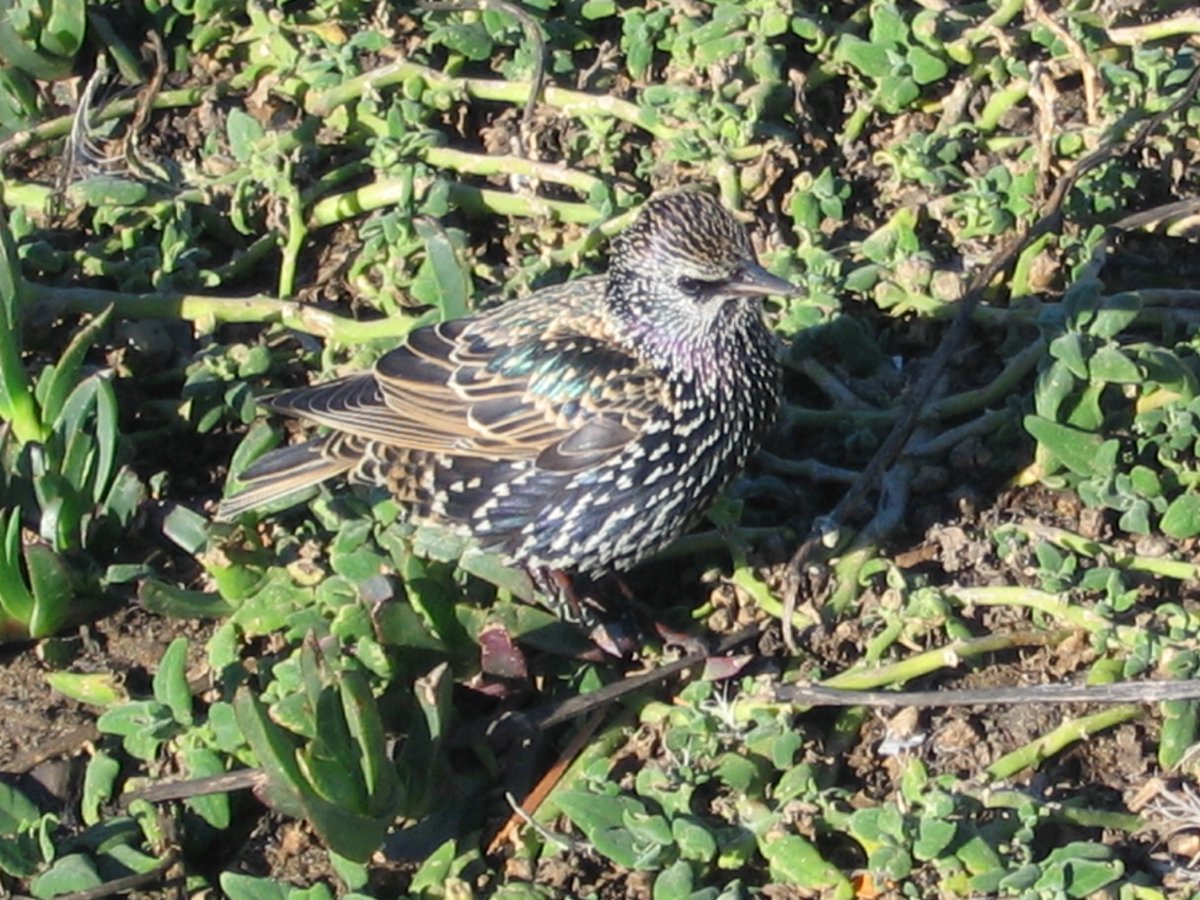 distressedstock's tweet image. Restooling Hunter  #TheFirstFriday and #OrbitalChallenge