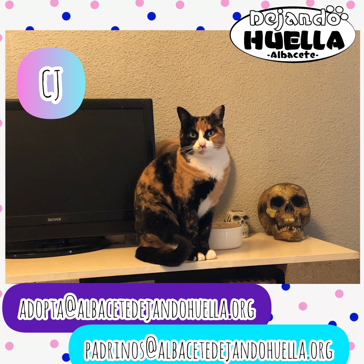 Dejando Huella Albacete tweet media