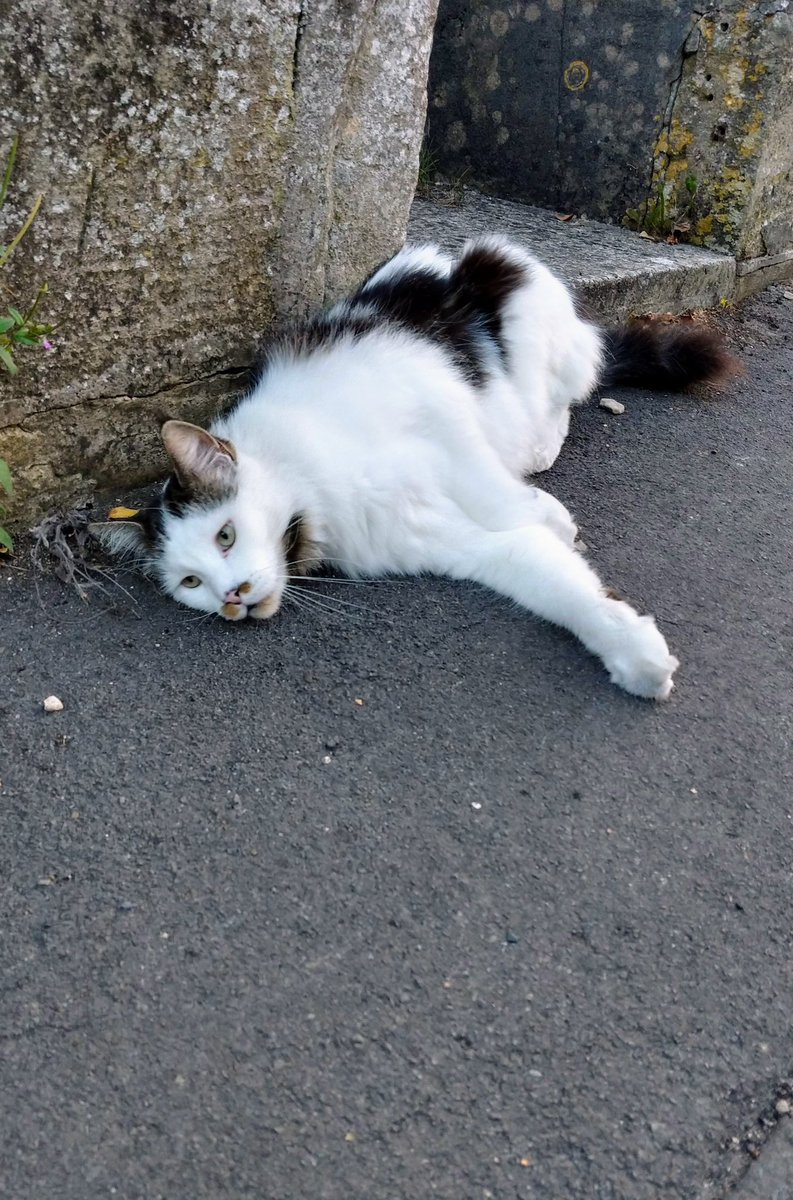 A wonderful friend called Fluffy… think he’s part Maine Coon, he a big Catt!