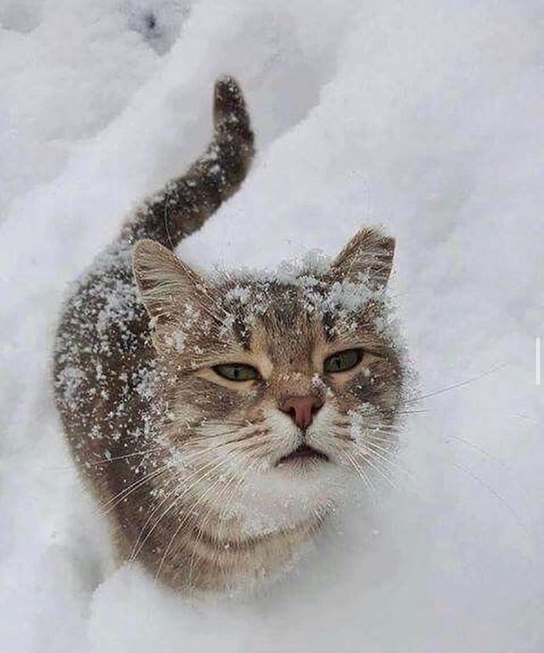 PunchingCat's tweet photo. https://t.co/QBB4c5IdGw