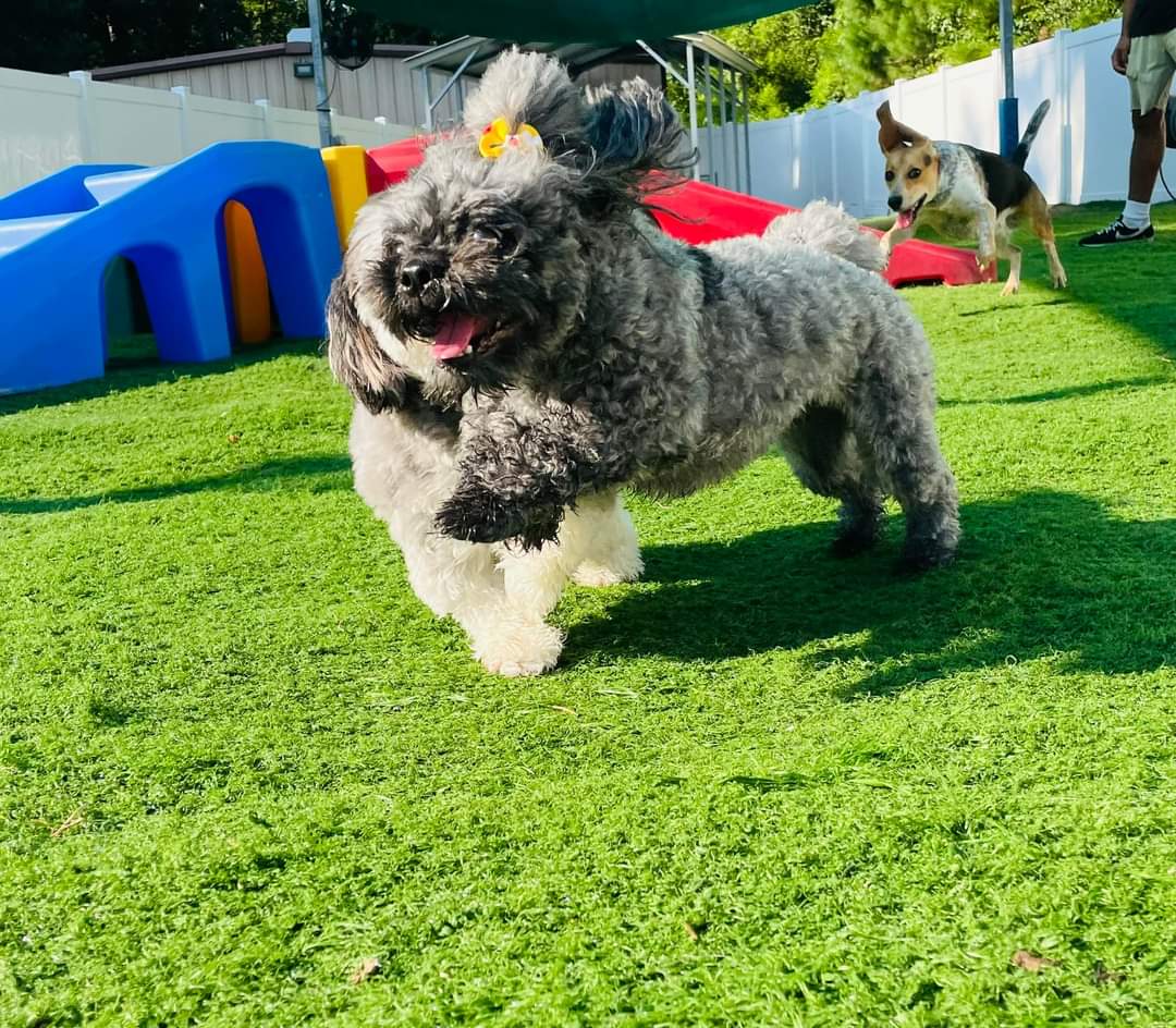 sunpumpmemo's tweet photo. Rylee and Reece went back to school today, Ooh La La Pet Spaw &amp; Hotel. They were definitely happy! https://t.co/EXB4E9aqAi