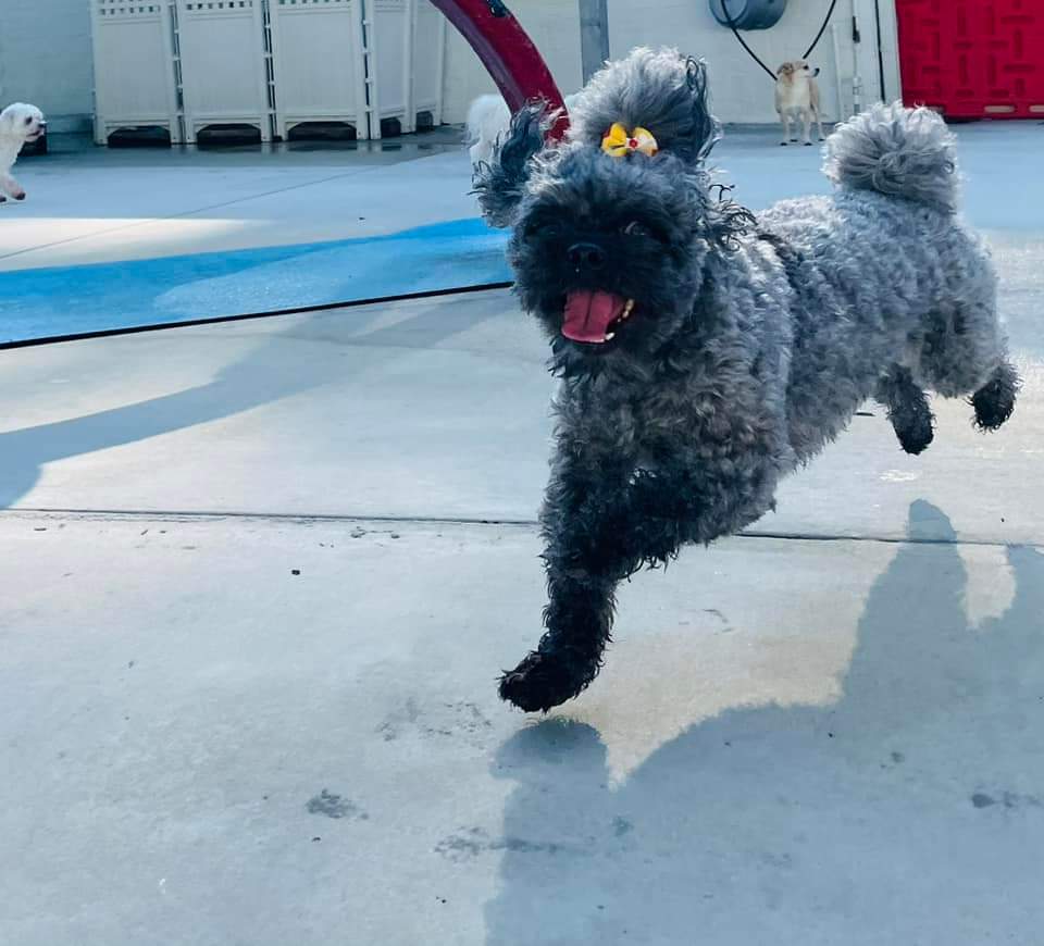 sunpumpmemo's tweet photo. Rylee and Reece went back to school today, Ooh La La Pet Spaw &amp; Hotel. They were definitely happy! https://t.co/EXB4E9aqAi