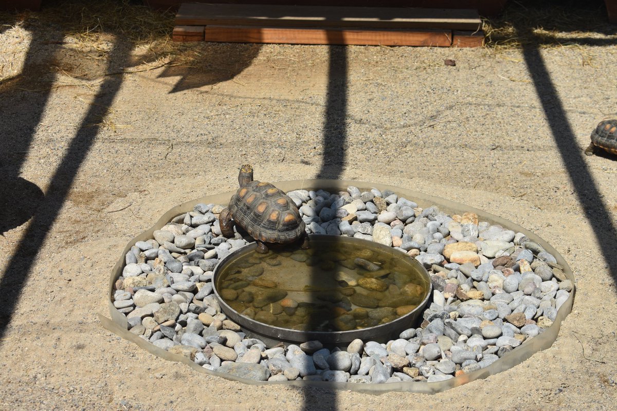CecileGuimier's tweet photo. Quelques photos de ma visite à la Vallée des Tortues à Sorède (66) 1/2
#photography #turtle https://t.co/CGCb2fFb67