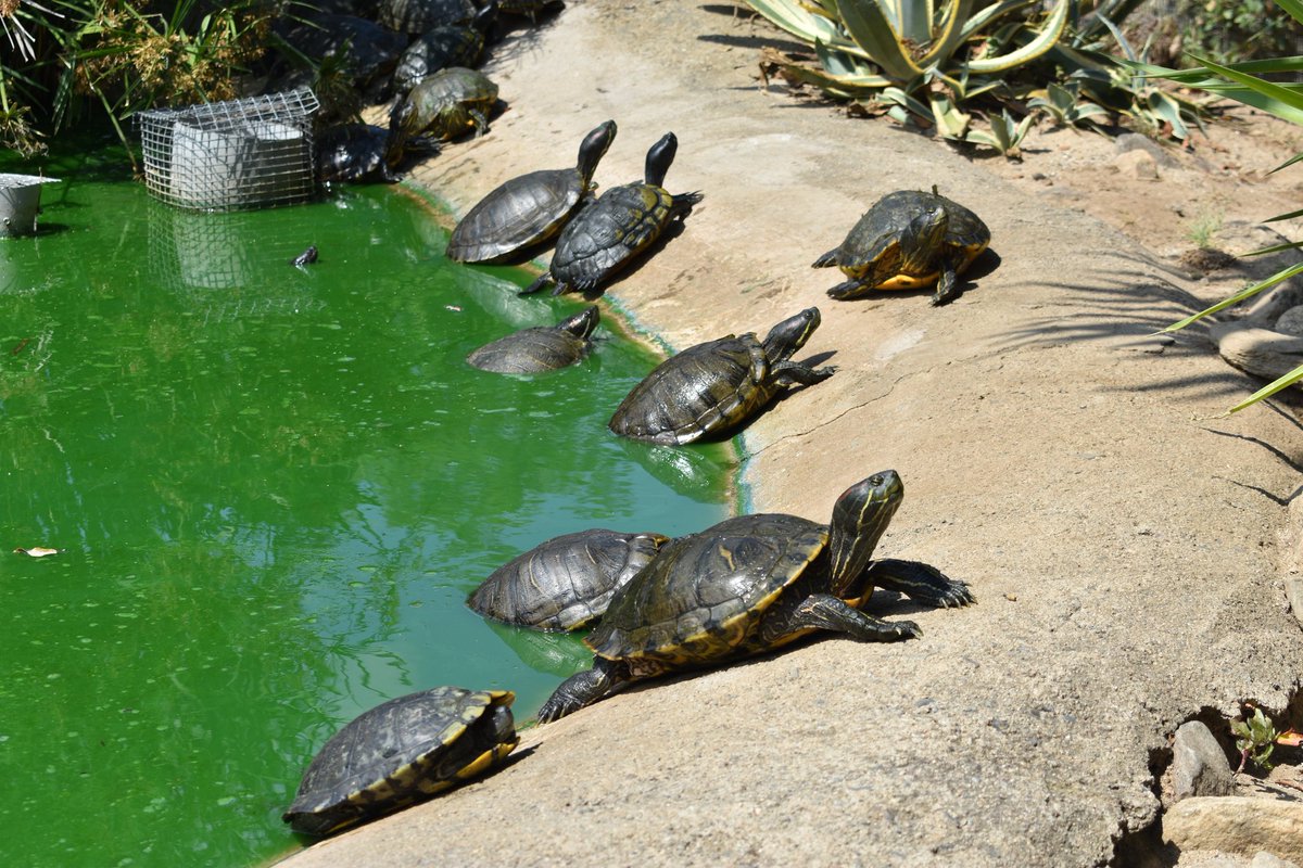 CecileGuimier's tweet photo. Quelques photos de ma visite à la Vallée des Tortues à Sorède (66) 1/2
#photography #turtle https://t.co/CGCb2fFb67