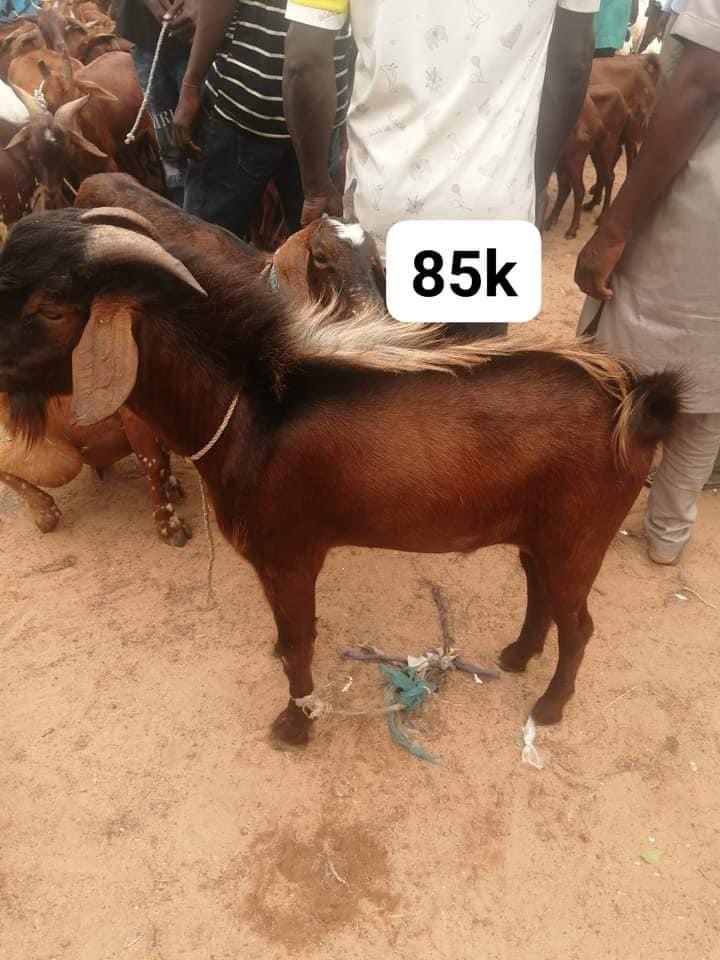 CHUKWUJINDUM tweet media