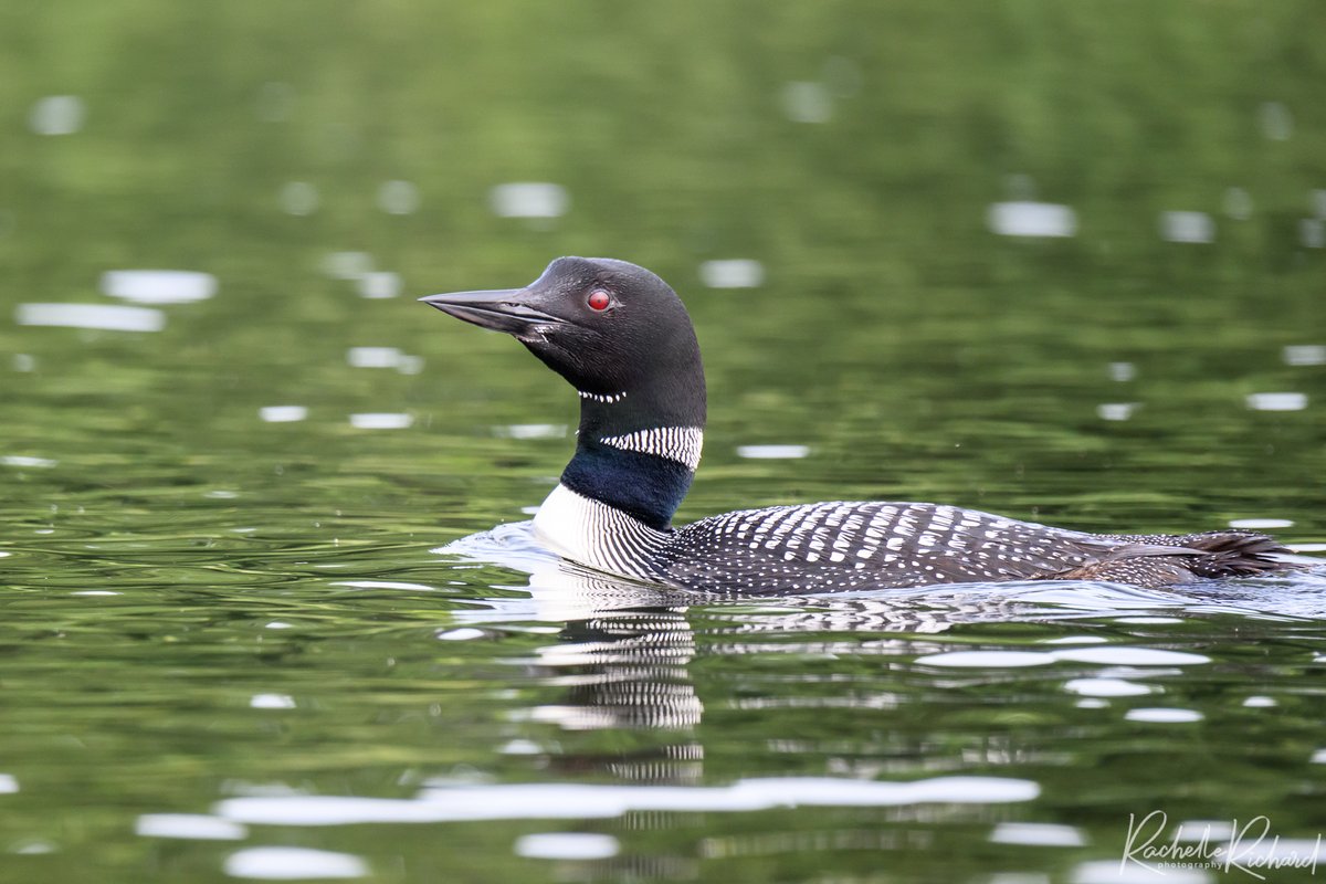 rachrichphoto's tweet photo. Can't get enough of the loon family on Lake Scugog. Never take seeing them for granted.
#lakescugog #kawarthalakes #loons #commonloons #canadabird #shareyourweather #BirdsSeenIn2024 #thephotohour #sharecangeo
https://t.co/dn8F8RVmsm https://t.co/NFaQsGfGUd