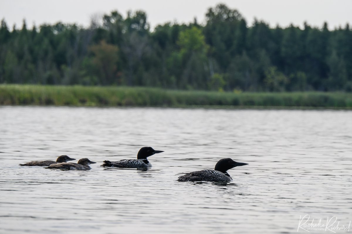 rachrichphoto's tweet photo. Can't get enough of the loon family on Lake Scugog. Never take seeing them for granted.
#lakescugog #kawarthalakes #loons #commonloons #canadabird #shareyourweather #BirdsSeenIn2024 #thephotohour #sharecangeo
https://t.co/dn8F8RVmsm https://t.co/NFaQsGfGUd