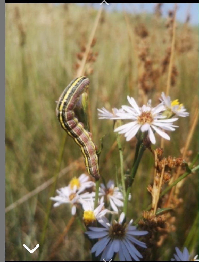 ClareBeatwell's tweet photo. Me &amp; Billy were looking for wasp spiders on the beach @RSPBMinsmere and found this caterpillar. Never seen one like this before....@georgecmcgavin or @savebutterflies, could you tell us what is it please!? 🐛 💚 https://t.co/cIEwM2vMSf