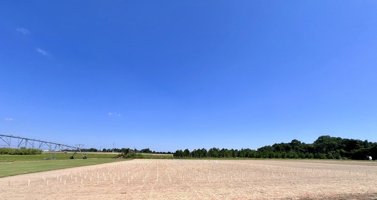 A big seeding on a hot day! That’s what we’re doing to improve disease resistance in tall fescue. About 1,400 plots were planted in this trial and will be evaluated for gray leaf spot resistance. Very excited to see this one progress! 
#turfbreedingforthefuture