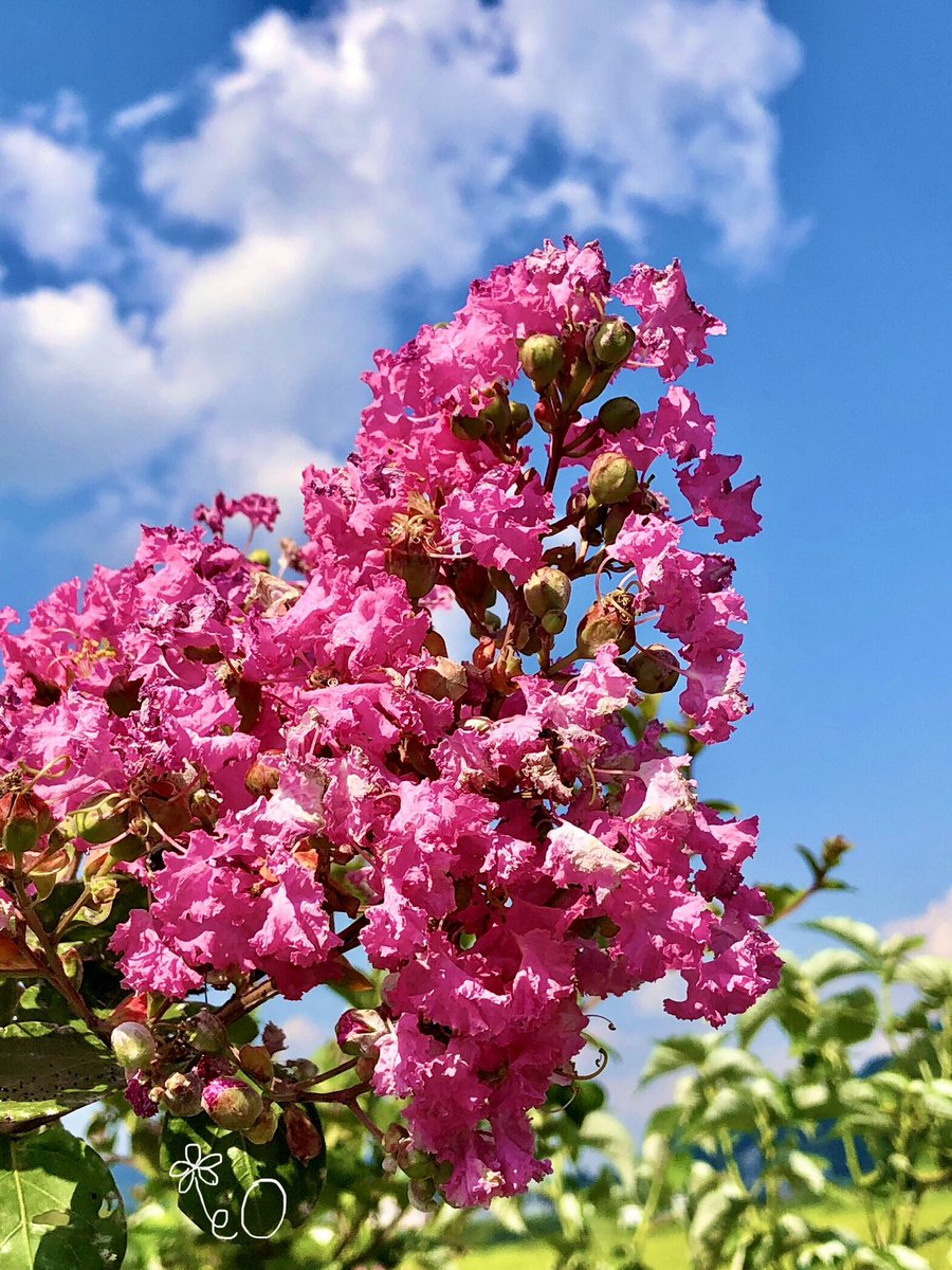 eO48544649's tweet photo. おはようございます☀️
本日もよろしくお願いします🌼
Good morning❣️
Have a happy Wednesday. 💐
#TLを花でいっぱいにしよう #サザンカ #photo #百日紅 #キリトリセカイ #flowerphotography #サルスベリ #CrapeMytle #花 #flower #おはよう #goodmorning #ピンクの花 https://t.co/2qKdB0oshk