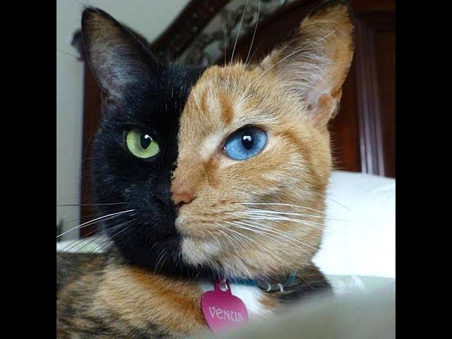 Tia Marocas 💖🌈 tweet media