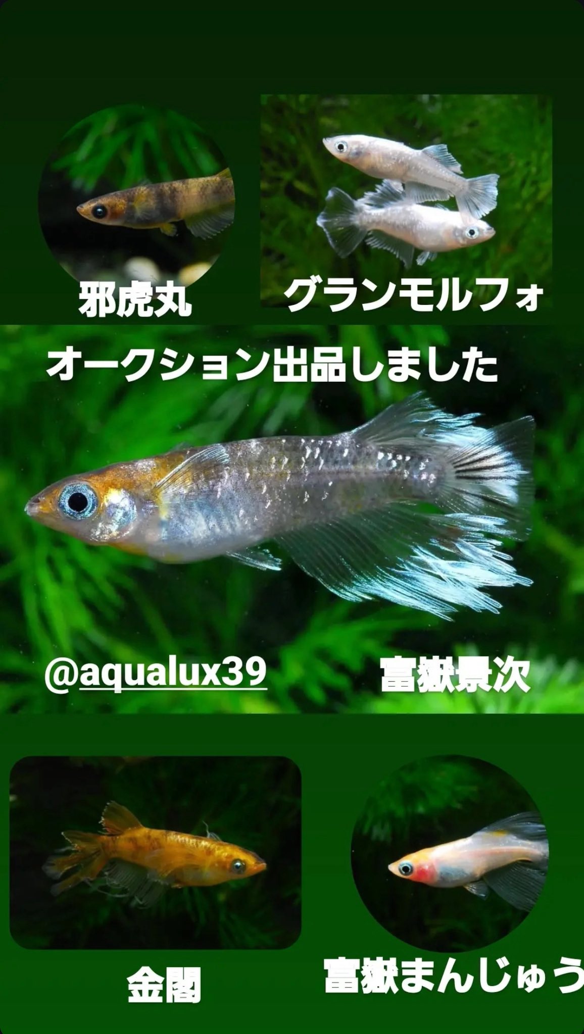 A-sめだか (@7g_uo) / X