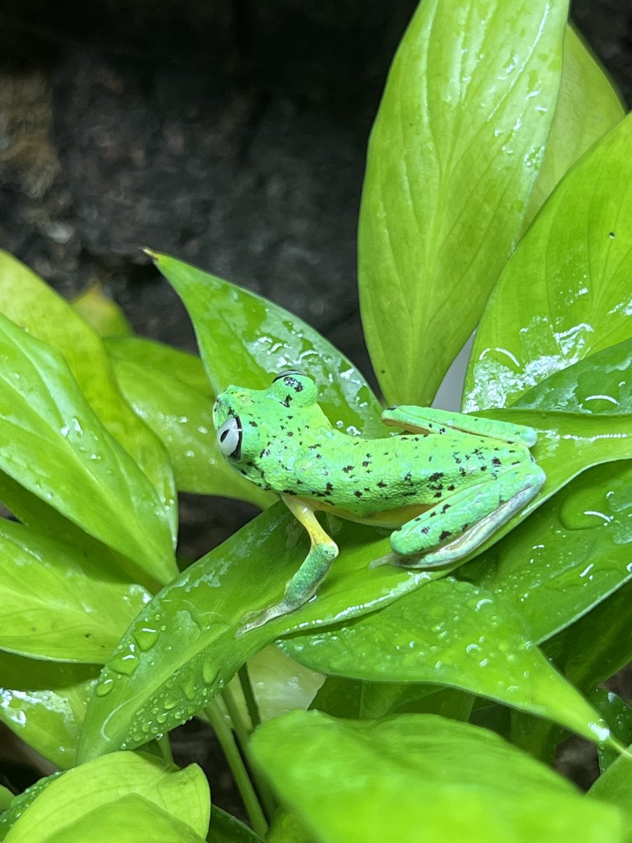 freckledoe's tweet image. reprising my role as amateur frog photographer