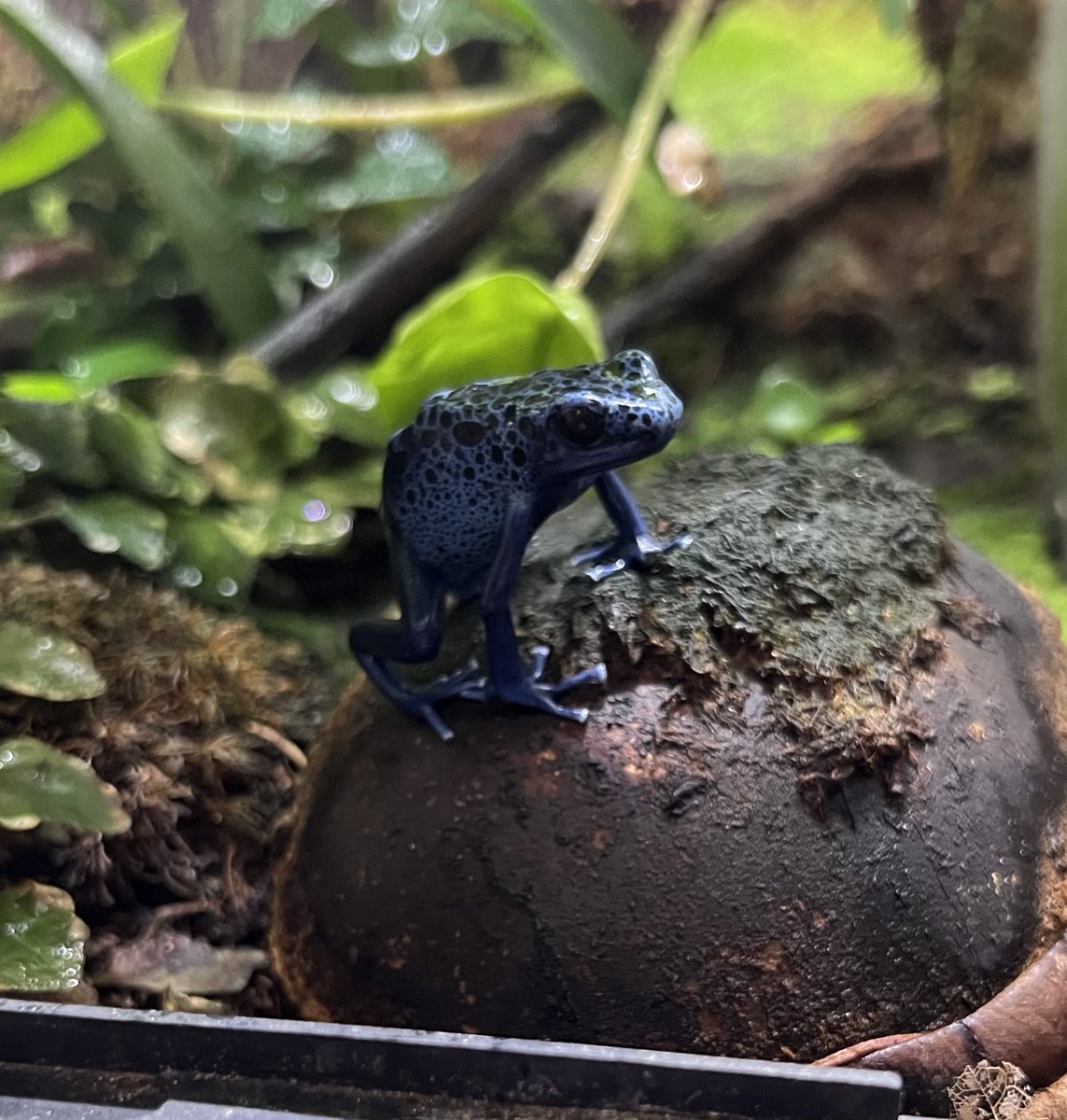 freckledoe's tweet image. reprising my role as amateur frog photographer