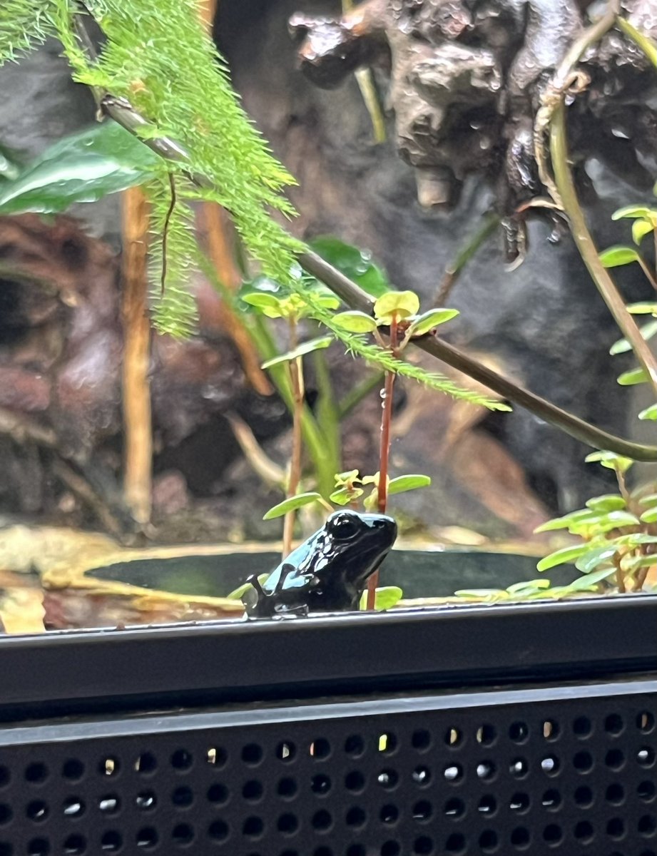freckledoe's tweet image. reprising my role as amateur frog photographer