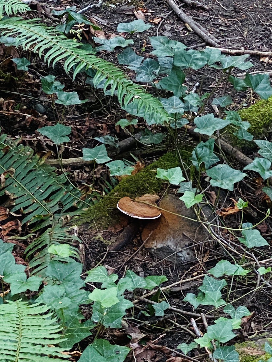 fungiviking's tweet photo. Fresh spores #polypore #fungi https://t.co/zxKtwCahk8