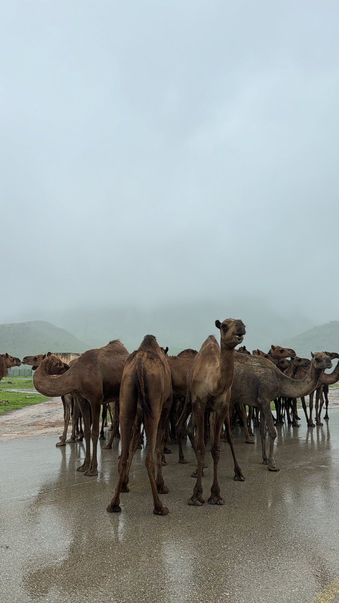 2a6z1's tweet photo. ظفار🌱🌧️ https://t.co/WetgBJ2hok