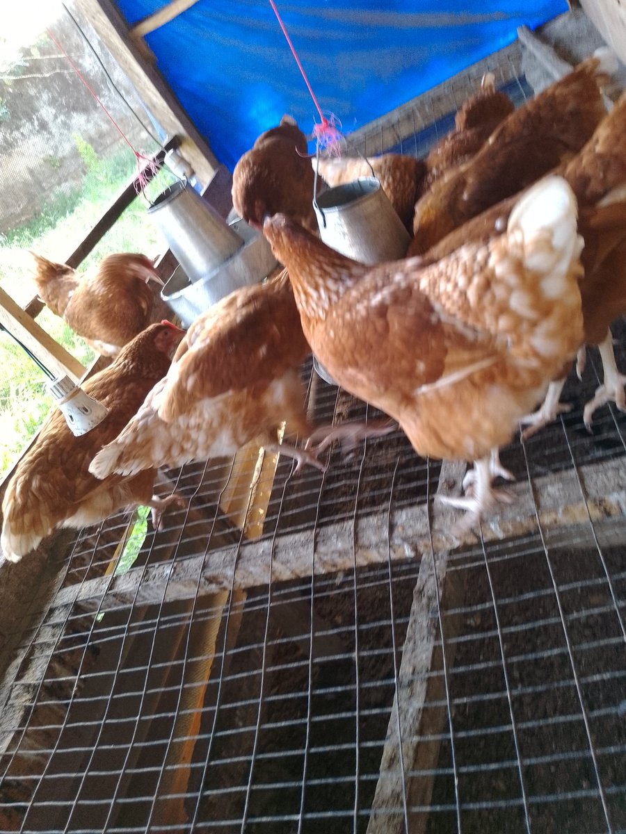 TonybellBello's tweet photo. @ruffydfire Poultry business, a life line finance of 300, 000 needed to support the business. https://t.co/upfnCWjxdL