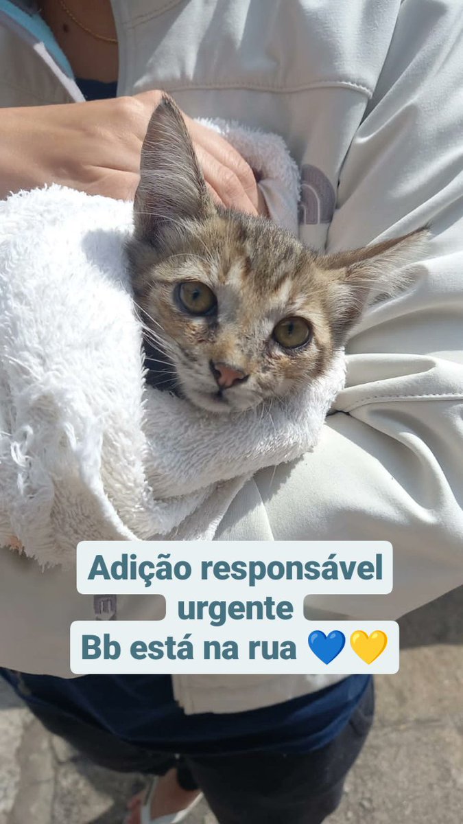 sos_bras's tweet photo. Contato: Nadine 21 99646 9967 💙💛 https://t.co/wT7S7UfA9b