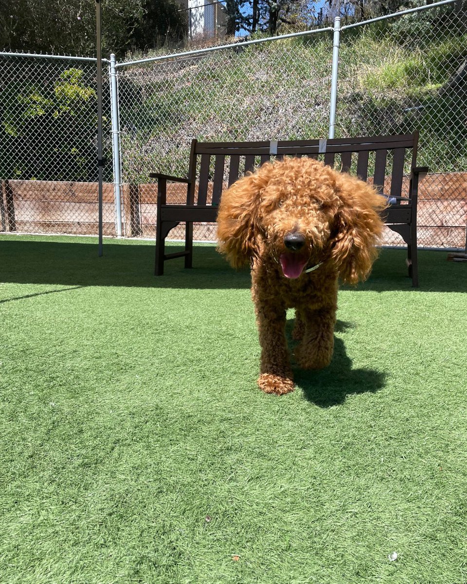 It's a bird! It's a plane! It's a doodle! Look at the set of ears on this cutie! 😍