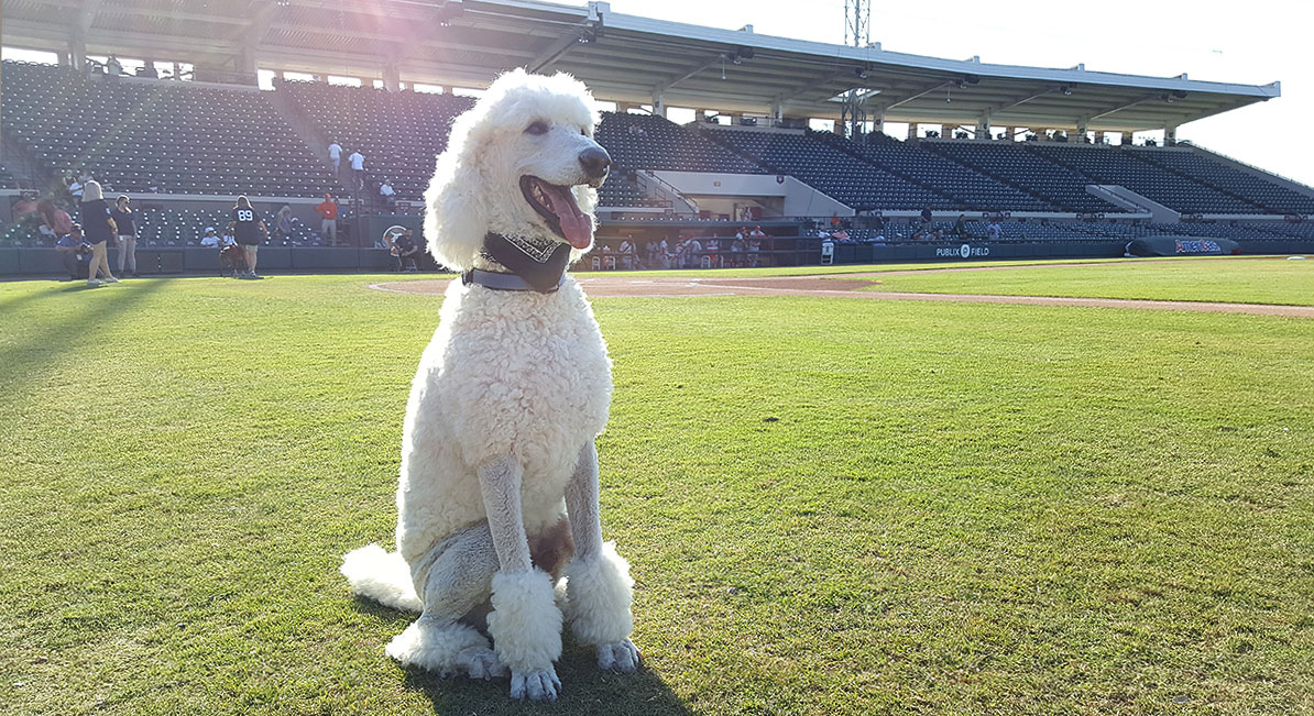Tribute to BaseballPoodle tweet media