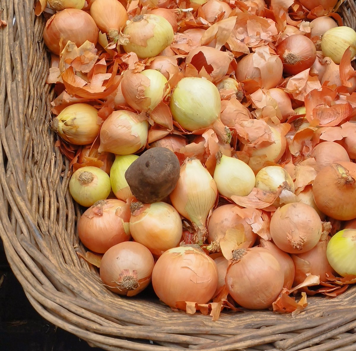 ¡Hay una infiltrada en el canasto!