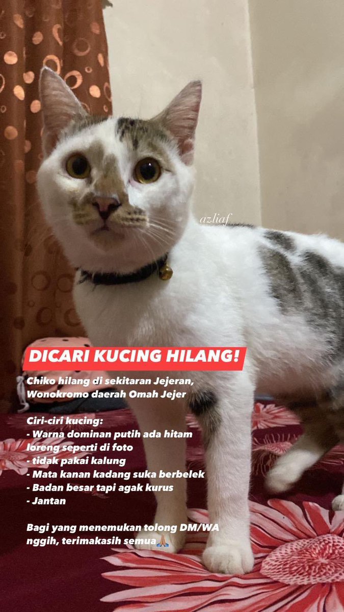 zlyftnr's tweet photo. KUCING HILANG!!!

Dicari kucing hilang di sekitaran Omah Jejer (Jejeran, Wonokromo).

Bagi yang atau melihat kucing tersebut bisa menghubungi whatsapp/DM saya (083825363056)
Bagi yang menemukan ada sedikit imbalan.

Terimakasih semua🙏🏽 https://t.co/xBRpvztu14