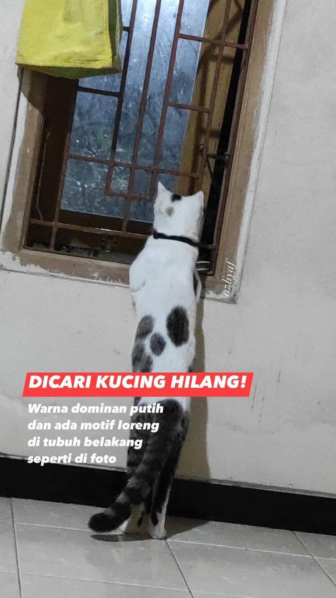 zlyftnr's tweet photo. KUCING HILANG!!!

Dicari kucing hilang di sekitaran Omah Jejer (Jejeran, Wonokromo).

Bagi yang atau melihat kucing tersebut bisa menghubungi whatsapp/DM saya (083825363056)
Bagi yang menemukan ada sedikit imbalan.

Terimakasih semua🙏🏽 https://t.co/xBRpvztu14
