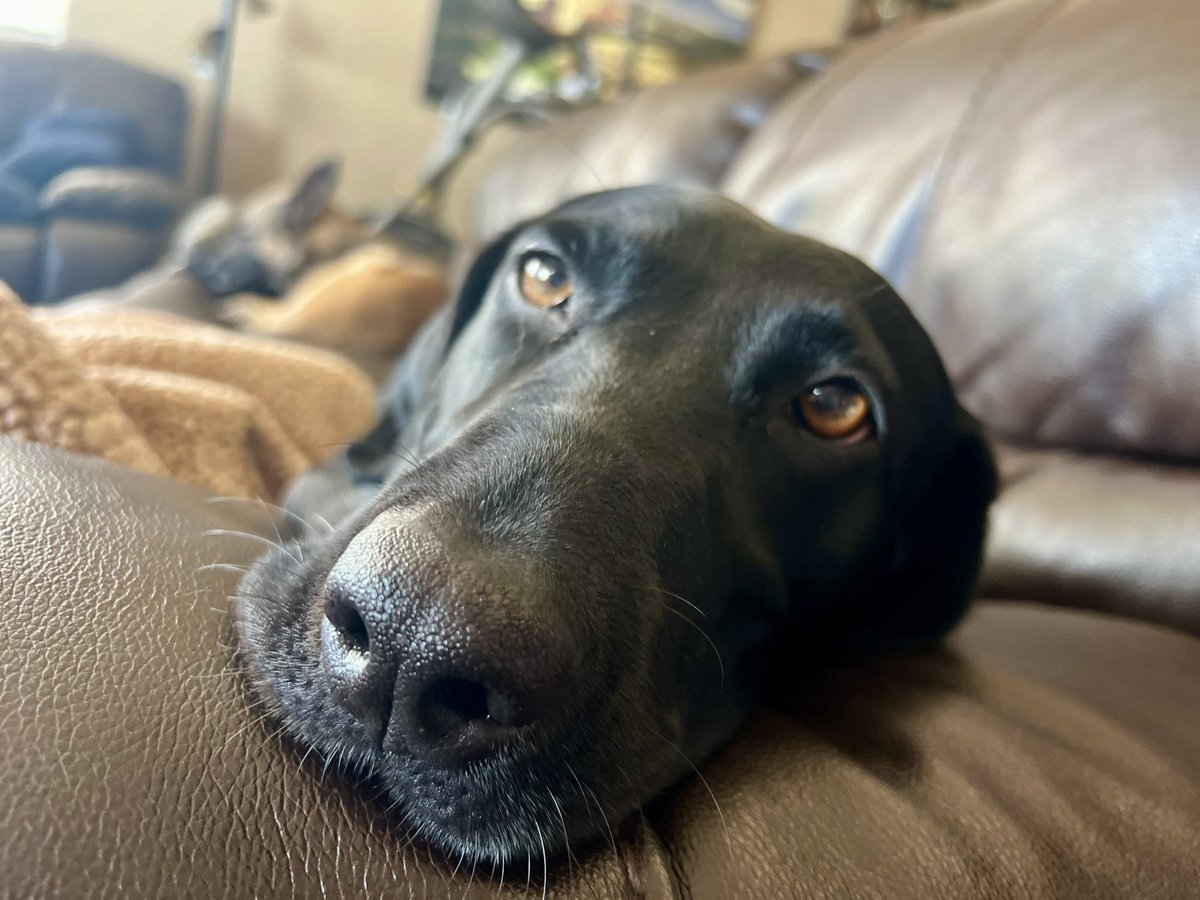 K9 Loki (Ret) tweet media
