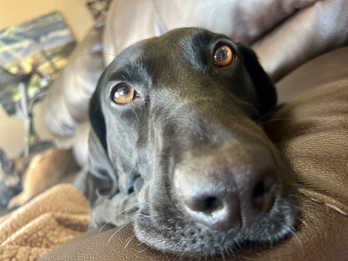 K9 Loki (Ret) tweet media