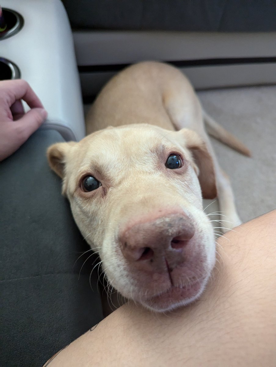 If you see this you must pet Creed now. Virtually.