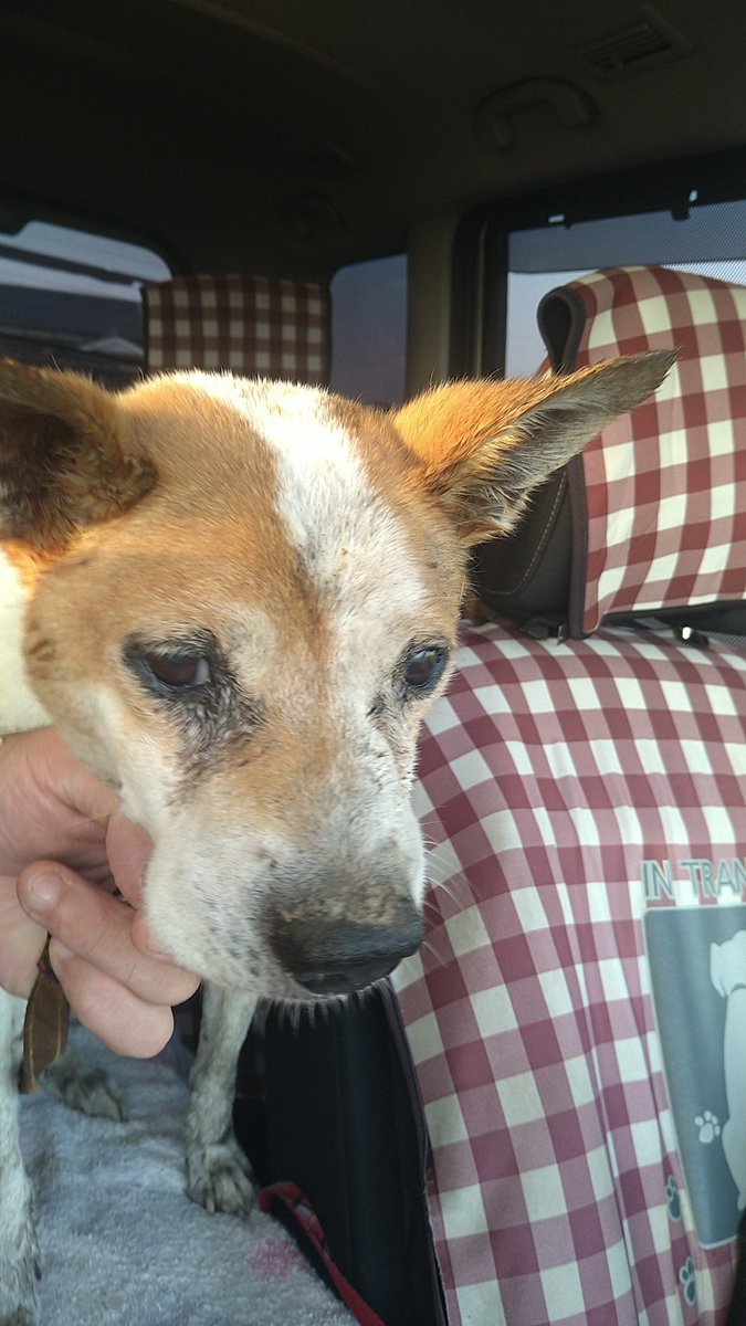 Mame03313557's tweet photo. 佐賀県吉野ケ里町吉田

朝、うちの犬散歩中に水路におぼれていた犬を救助して、うちに保護しました。
シャンプーしました。
おそらく、捨て犬かと。
耳がきこえないと思います。
目は何とか見えると思います。
食欲はあります。
老犬です。

シェアお願いいたします。

#捨て犬 https://t.co/s7mkEtyP3h