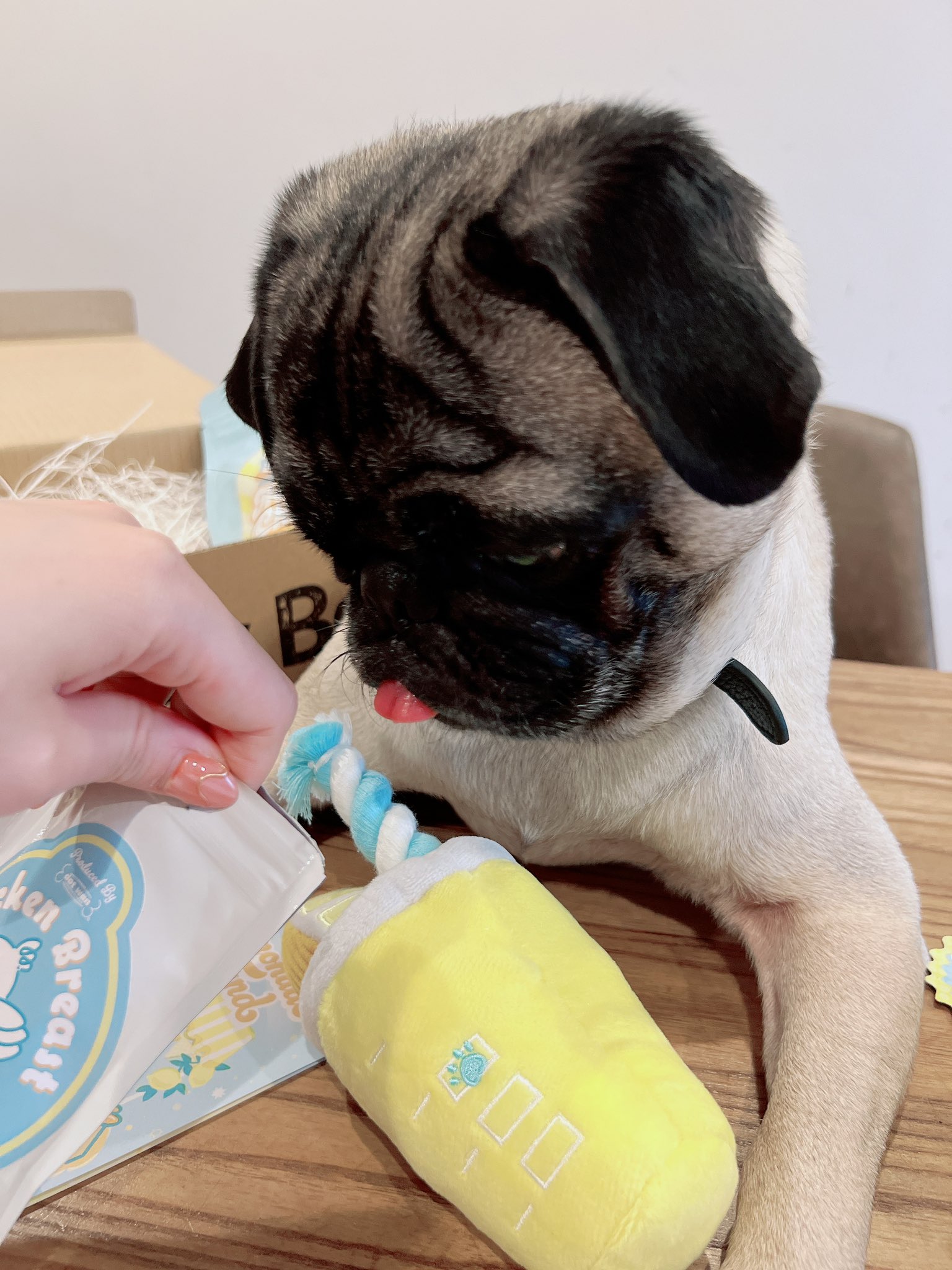 パグひささま専用ページ パグの「ひらまさ」♂Hiramasa pug🦮🇯🇵🍗 (@MBKdiUKHey598qk) / X