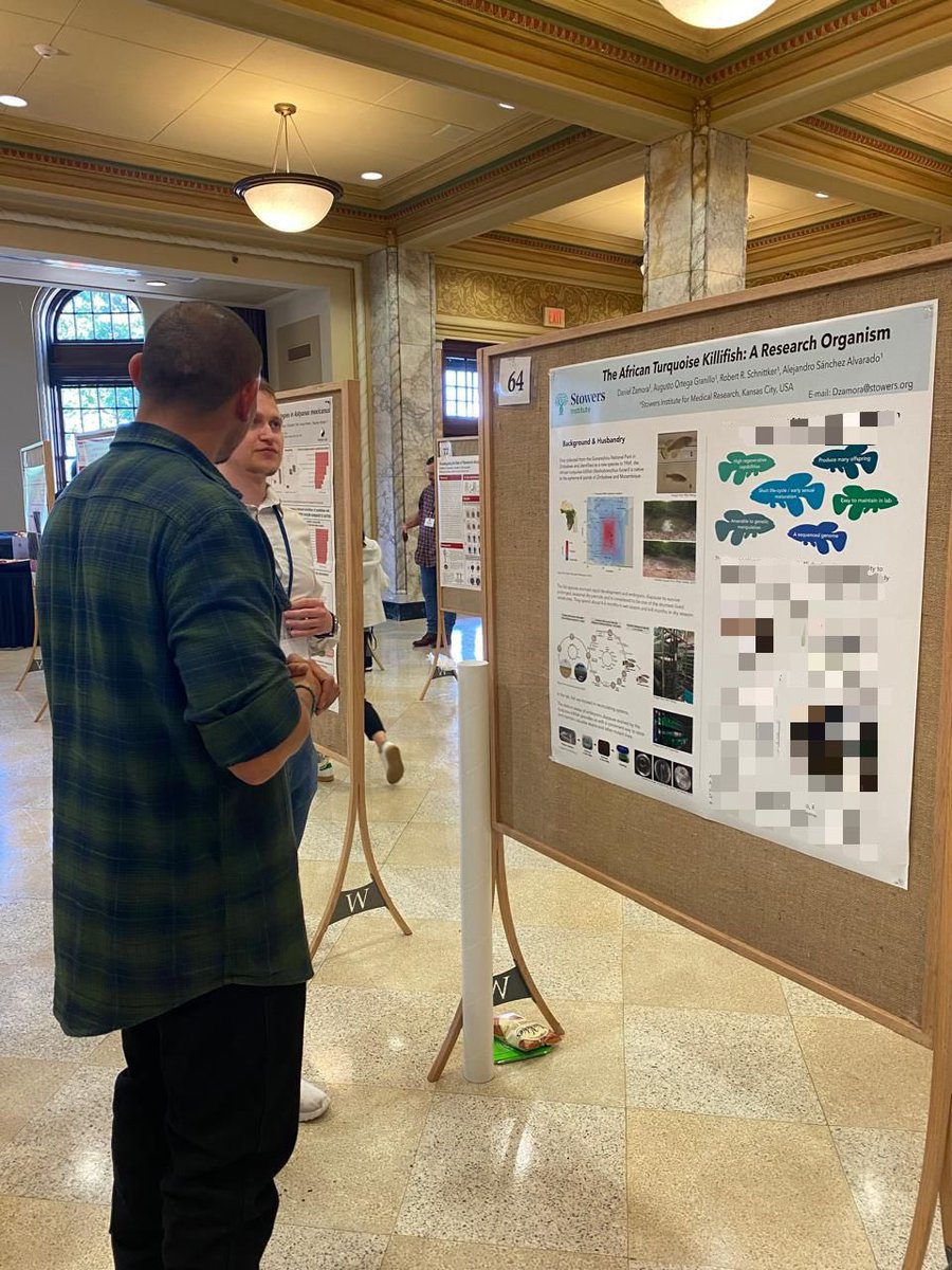 Emms (@emmarangelh) on Twitter photo I am grateful for the opportunity to show my research project at SDB Midwest 2024. It was a wonderful meeting with amazing projects. <a href="/midwestSDB/">Midwest SDB</a> <a href="/ScienceStowers/">Stowers Institute</a> <a href="/Gibson_Lab/">Gibson Lab</a> I am grateful for the opportunity to show my research project at SDB Midwest 2024. It was a wonderful meeting with amazing projects. <a href="/midwestSDB/">Midwest SDB</a> <a href="/ScienceStowers/">Stowers Institute</a> <a href="/Gibson_Lab/">Gibson Lab</a>