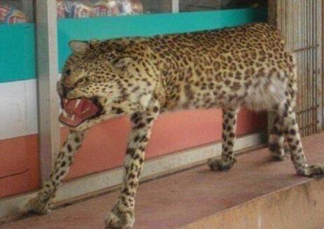 Barriosrro's tweet photo. Ley Jaguar 1.0    /      Ley Jaguar 2.0 https://t.co/6jfMKbS8za