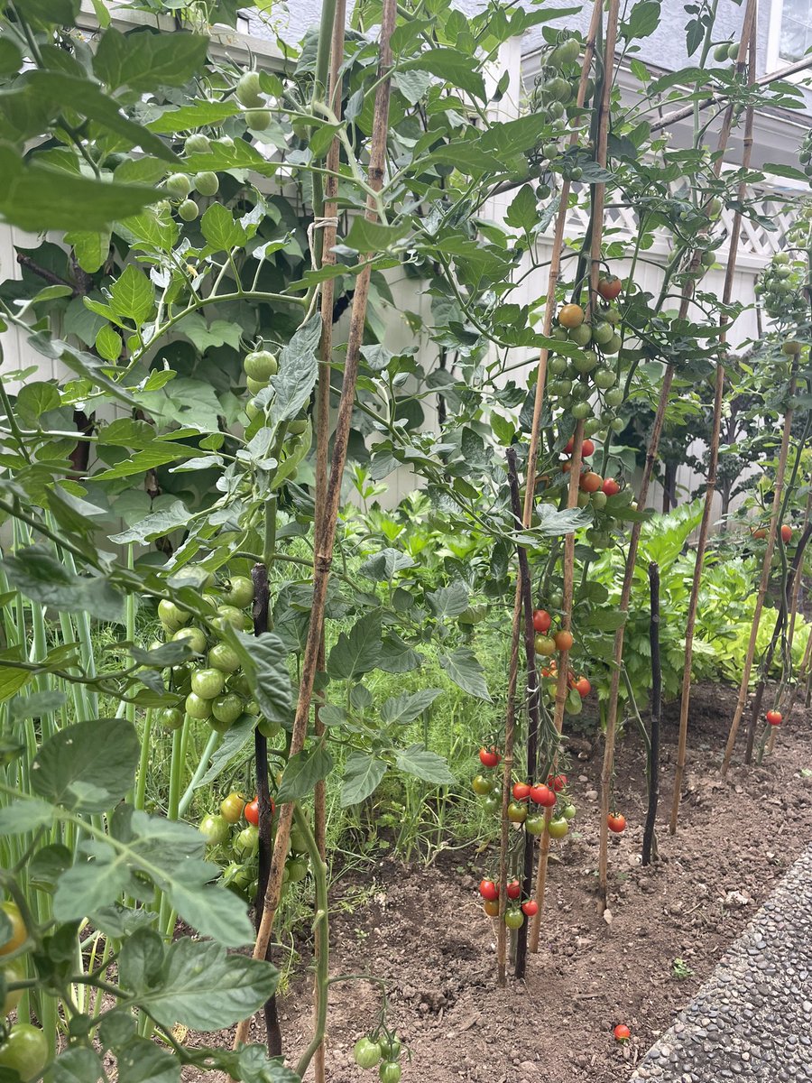 WeiHuaSun's tweet photo. Here is a few shots of the backyard agri. The tomato tastes more than awesome. It’s in mid August at latitude 49°14′24.00″ north. https://t.co/AJDDDaSMmb