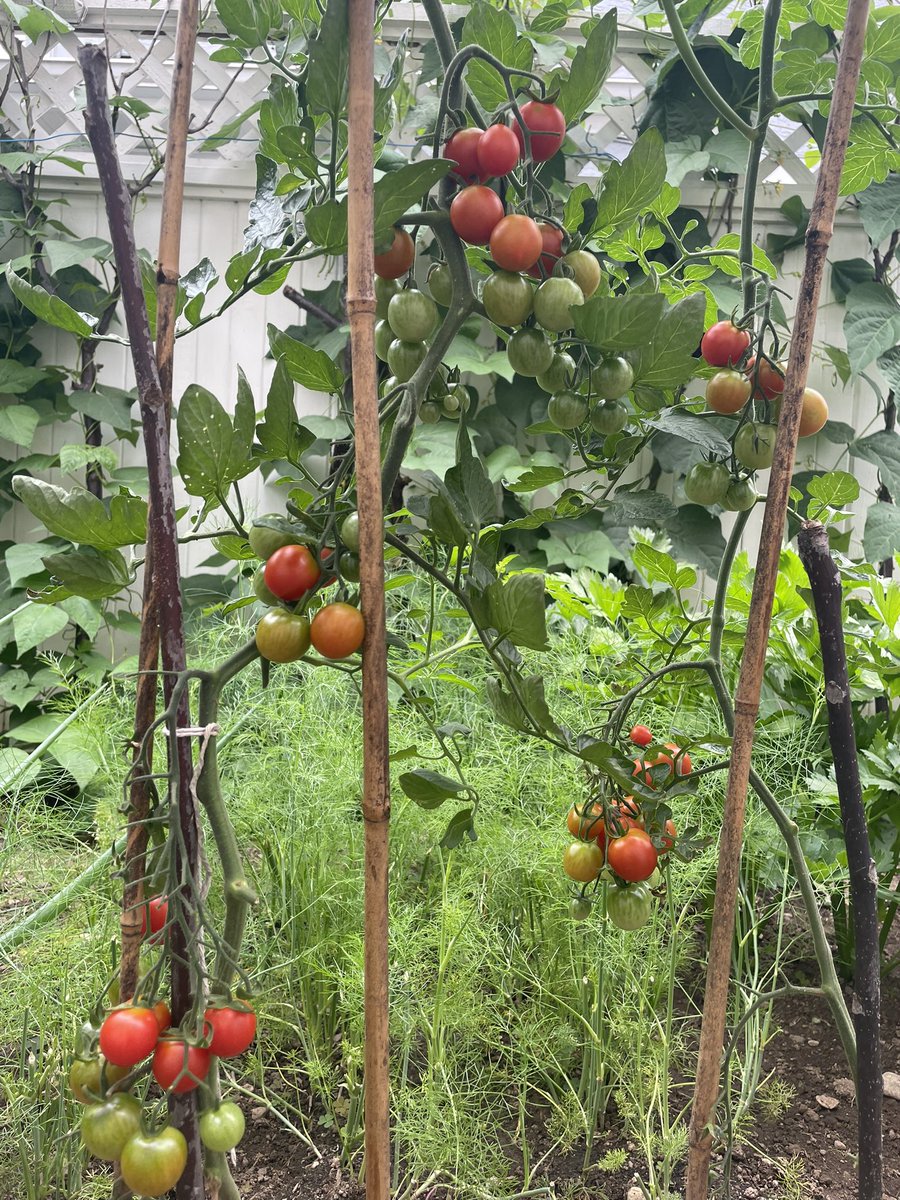 WeiHuaSun's tweet photo. Here is a few shots of the backyard agri. The tomato tastes more than awesome. It’s in mid August at latitude 49°14′24.00″ north. https://t.co/AJDDDaSMmb