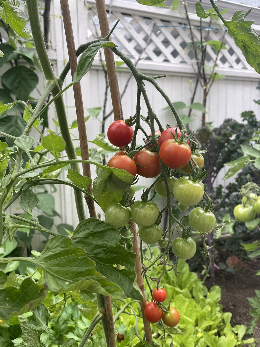 WeiHuaSun's tweet photo. Here is a few shots of the backyard agri. The tomato tastes more than awesome. It’s in mid August at latitude 49°14′24.00″ north. https://t.co/AJDDDaSMmb