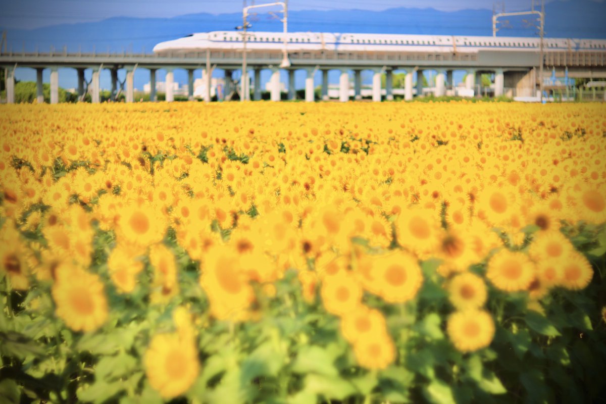 leica_summicron's tweet photo. #summarex
#オールドレンズ
#お盆休み
ヒマワリ https://t.co/wH3StpQW6t