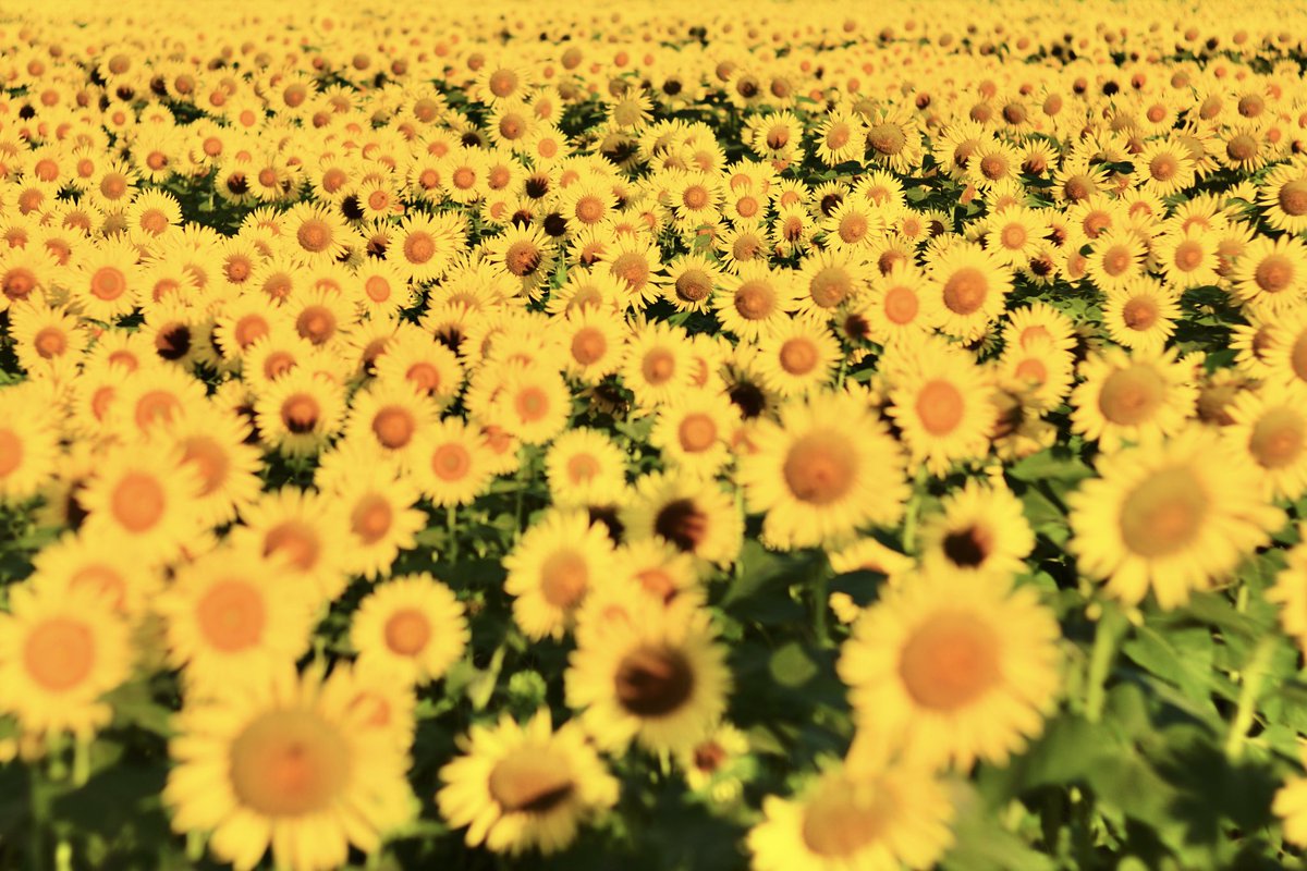 leica_summicron's tweet photo. #summarex
#オールドレンズ
#お盆休み
ヒマワリ https://t.co/wH3StpQW6t
