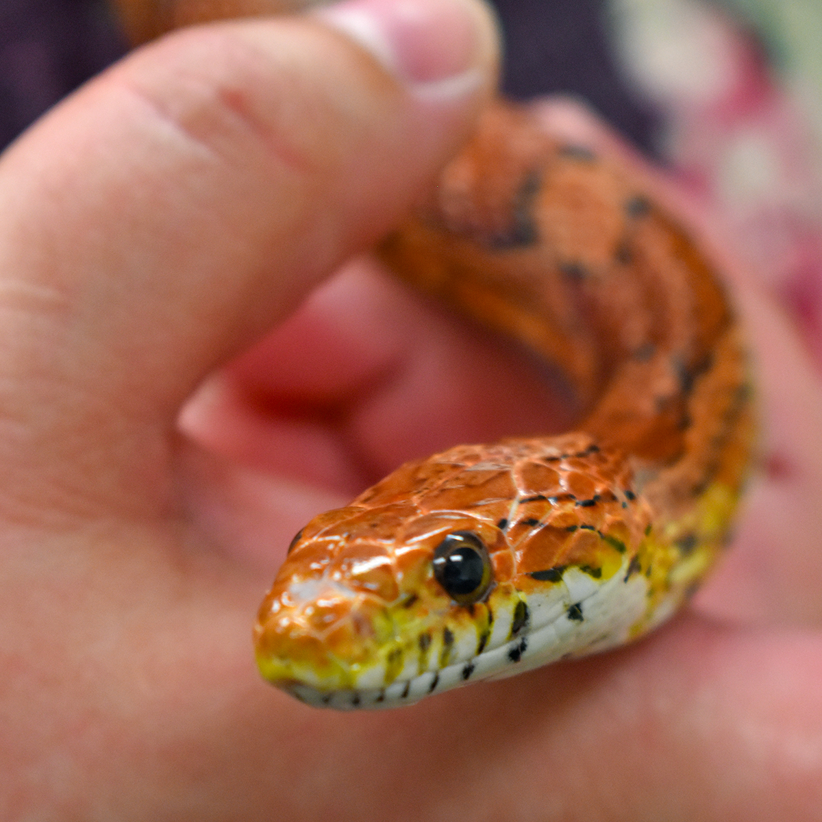 cobbcountygovt's tweet image. 🐍 Snakes of Georgia is hissing into the Vinings Library 4 p.m. Friday, Aug. 16, 4290 Paces Ferry Road, Atlanta. Learnhow to differentiate between the venomous &amp;amp; nonvenomous species, and then meet one.  
Register: 
bit.ly/3AnfXv8

#cobbcounty #cobblibrary #snakes #venom
