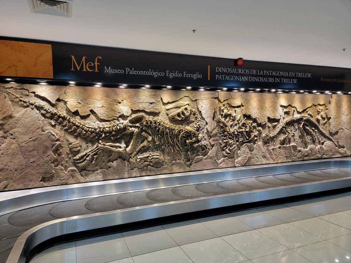 Morphology & Ecology Across Time Lab at Gonzaga tweet media