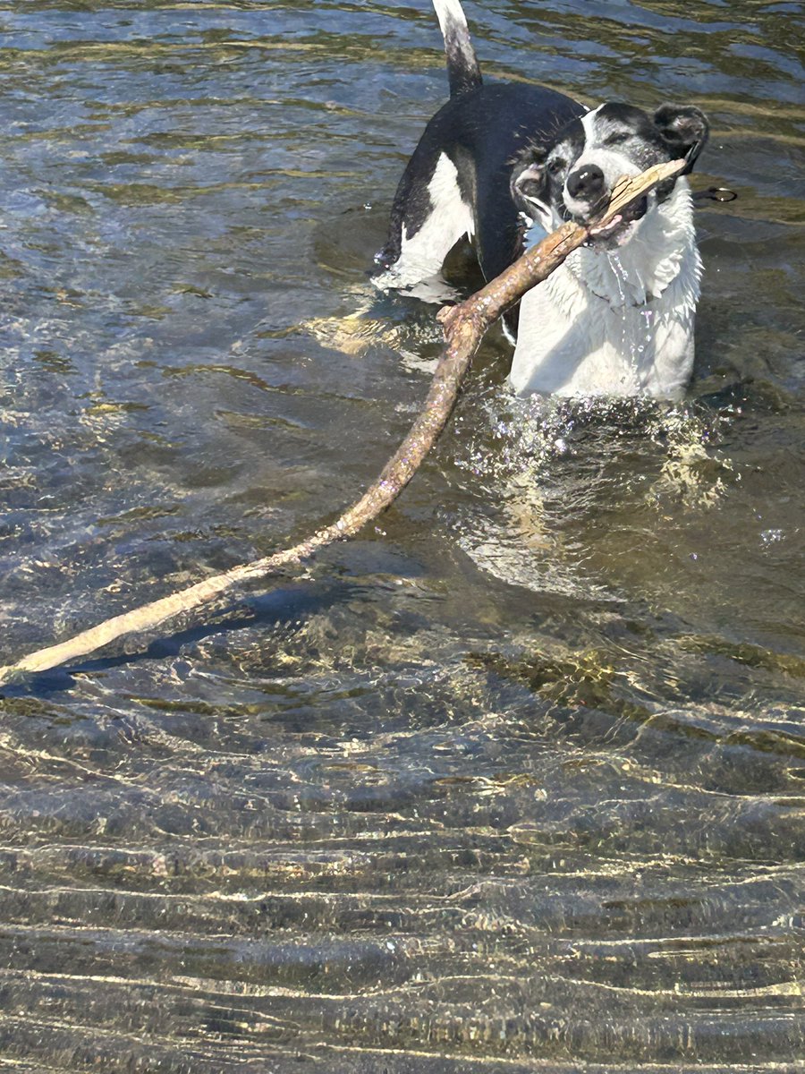 roseisrosejones's tweet photo. Fun times at the lake. Such a nice day with hardly any wind!
#DogsDaysOfSummer #DogsofTwitter https://t.co/M2hLzDar43