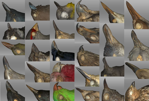 J. of Avian Biology (@avianbiology) on Twitter photo NEW PAPER: Bill size measurements - 3D surface scanners have high potential in avian morphometric research, especially for studies necessitating large sample sizes collected by multiple observers.
➡️ vist.ly/3eazd
<a href="/zuuletc/">sara ryding</a> <a href="/TattersallG/">Glenn Tattersall (@tattersallg.bsky.social)</a> <a href="/Deakin/">Deakin University</a> #ornithology #birds NEW PAPER: Bill size measurements - 3D surface scanners have high potential in avian morphometric research, especially for studies necessitating large sample sizes collected by multiple observers.
➡️ vist.ly/3eazd
<a href="/zuuletc/">sara ryding</a> <a href="/TattersallG/">Glenn Tattersall (@tattersallg.bsky.social)</a> <a href="/Deakin/">Deakin University</a> #ornithology #birds