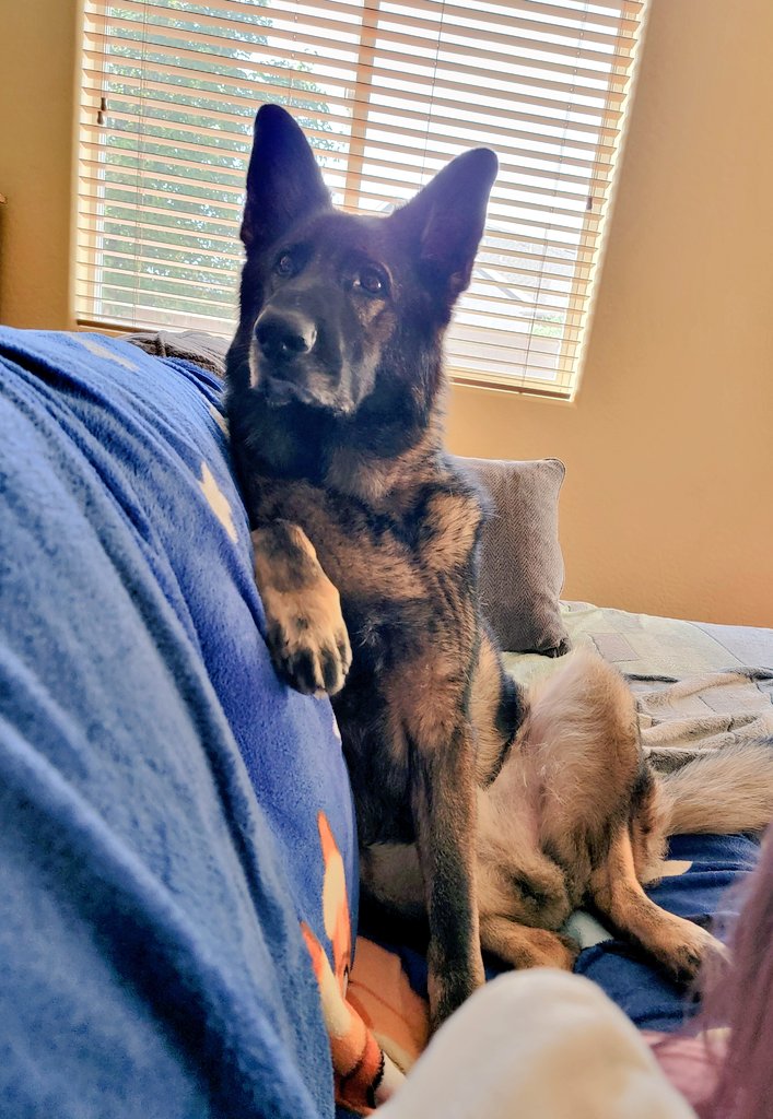 LadyDom13's tweet photo. @BlueStormComin1 Here's our big guy, Oscar 💙
#PetsForKamala #DogsOfTwitter #PetsForHarrisWalz https://t.co/0rquCUmNeV