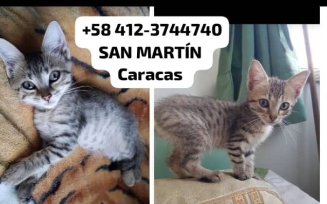 yaracalcagno's tweet photo. Difundo. Ayer lunes 12 le tuve que pagar a un indigente $10 para que me la entregara, la tenía metida en un saco lleno de basura y la estaba golpeando contra el piso. Está sana y salva y en busca de un hogar que le den mucho amor, por favor si me pueden ayudar a difundir. https://t.co/xp8NINbhhg